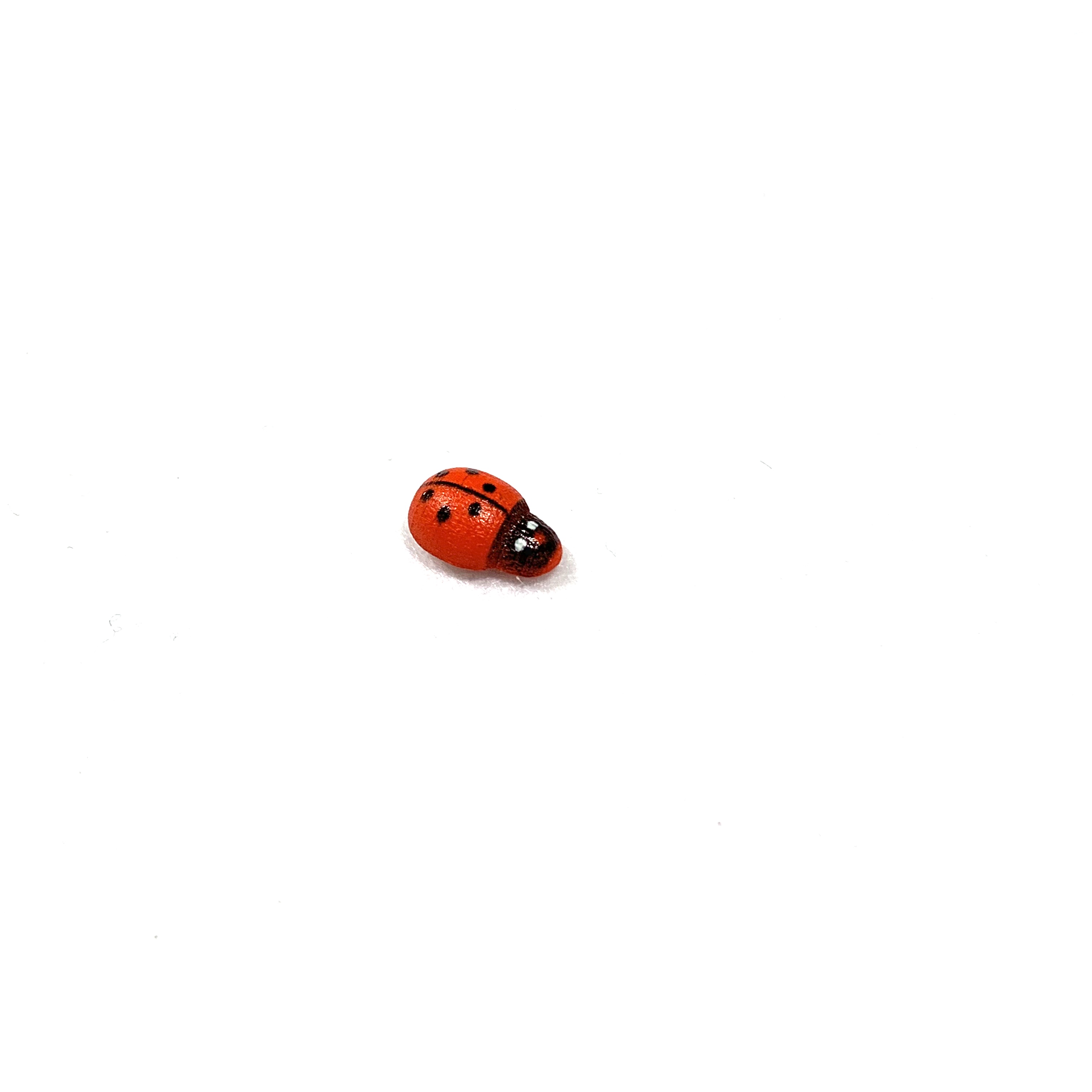 coccinella nera coccinella nera